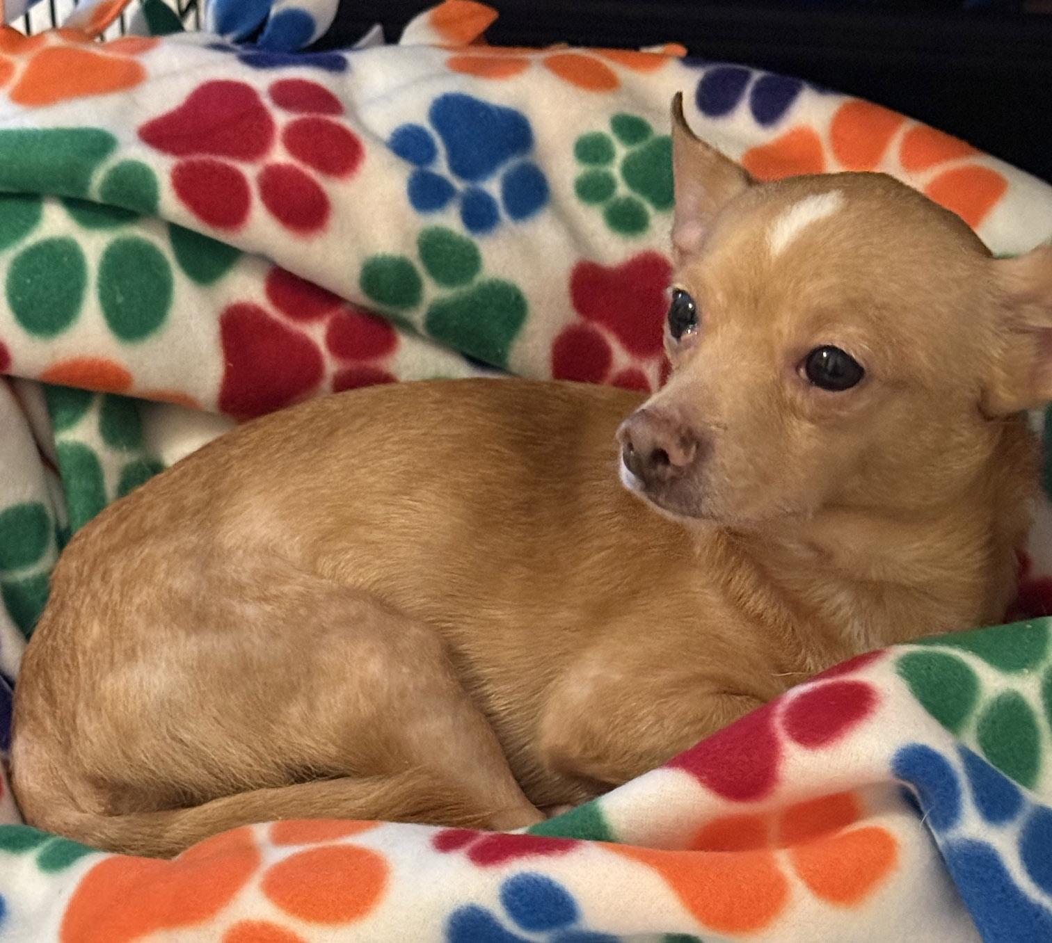 Enlarge Bosco, a ADOPTABLE Chihuahua in Santa Maria, CA image 2/3