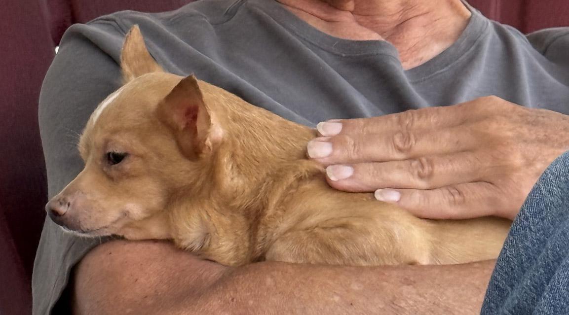 Enlarge Bosco, a ADOPTABLE Chihuahua in Santa Maria, CA image 3/3
