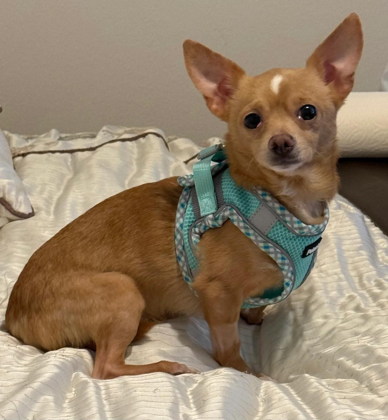 Bosco, a ADOPTABLE Chihuahua in Santa Maria, CA image 1/4
