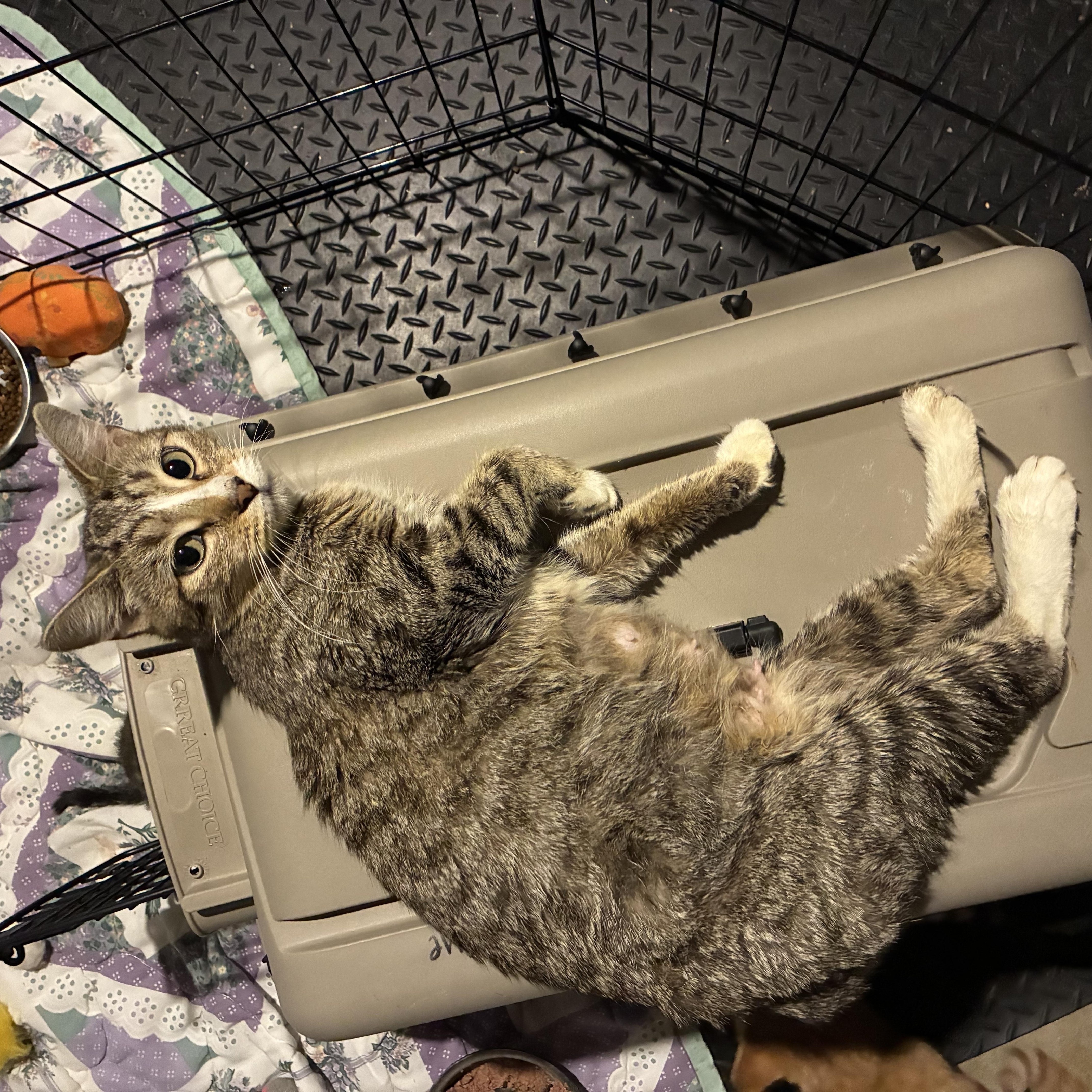 Enlarge Penelope, a Adoptable Domestic Short Hair in Ashland, IL image 1/2