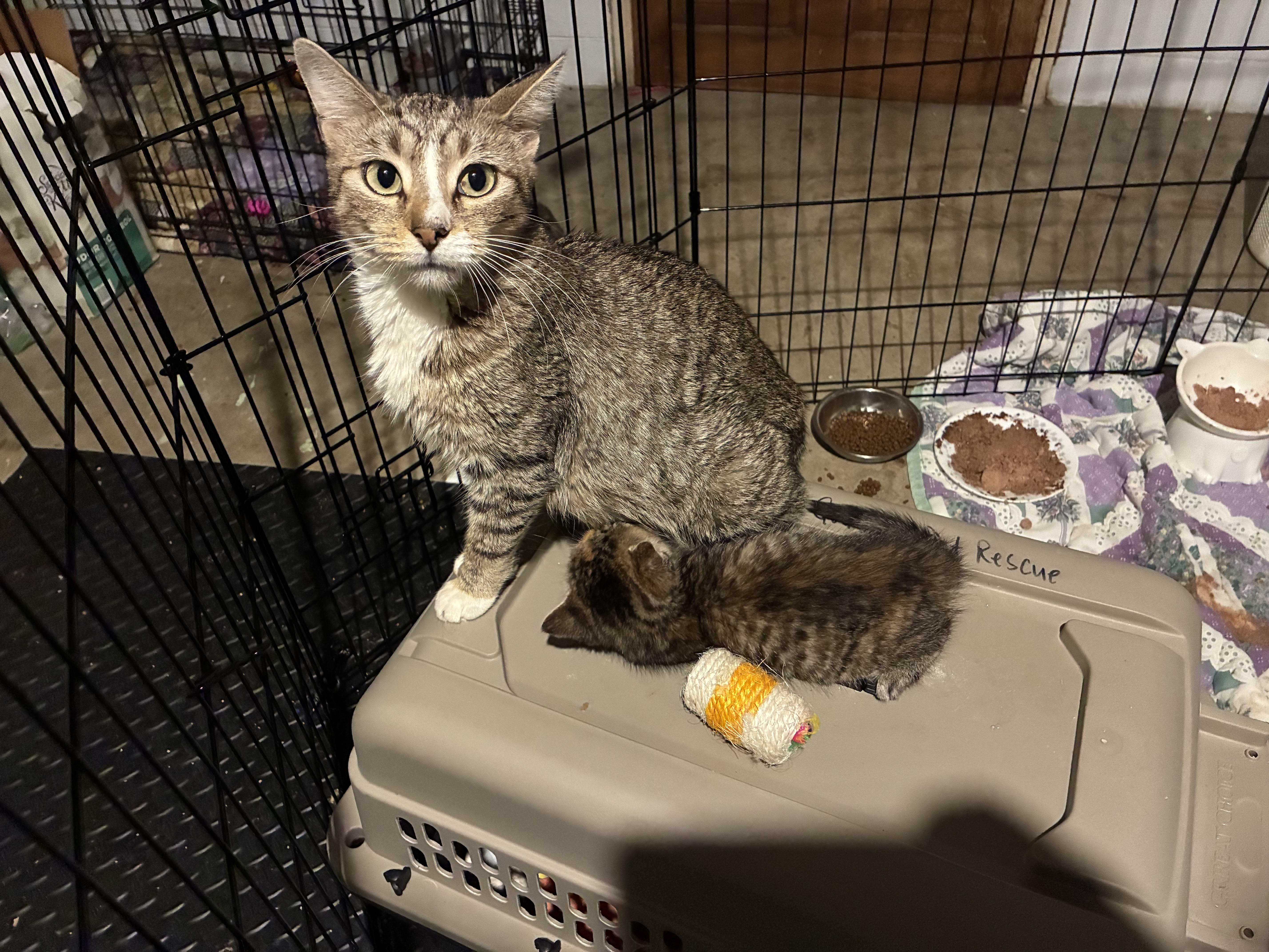 Enlarge Penelope, a Adoptable Domestic Short Hair in Ashland, IL image 2/2