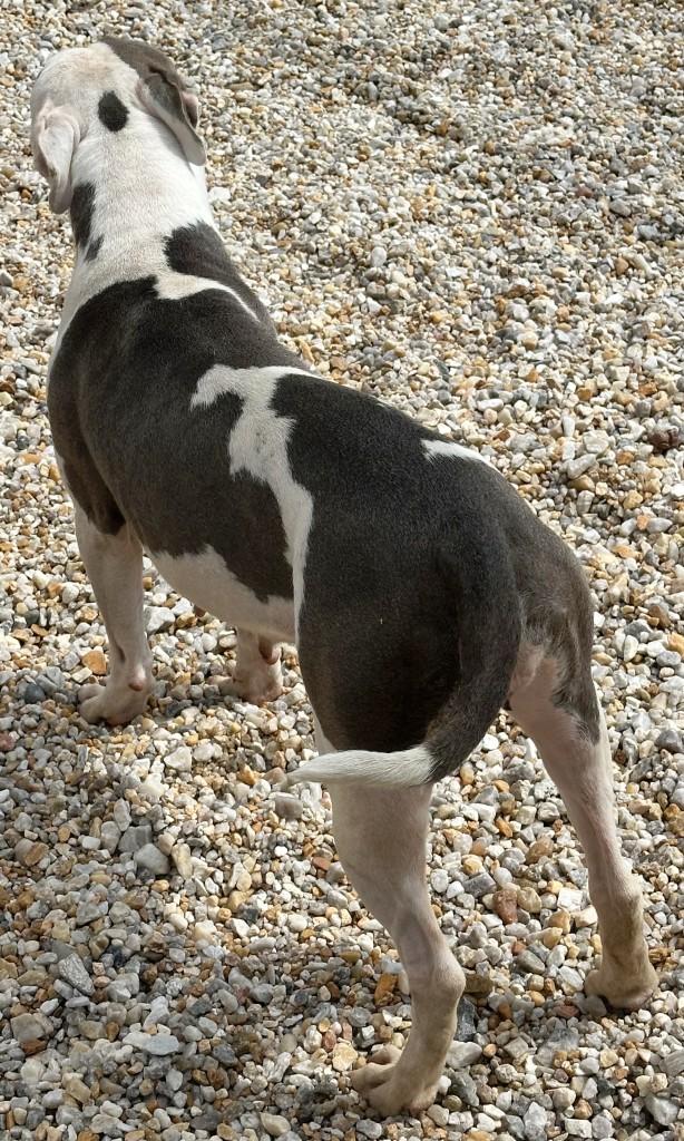 Magnolia, super sweet girl, loves everyone ! photo 3