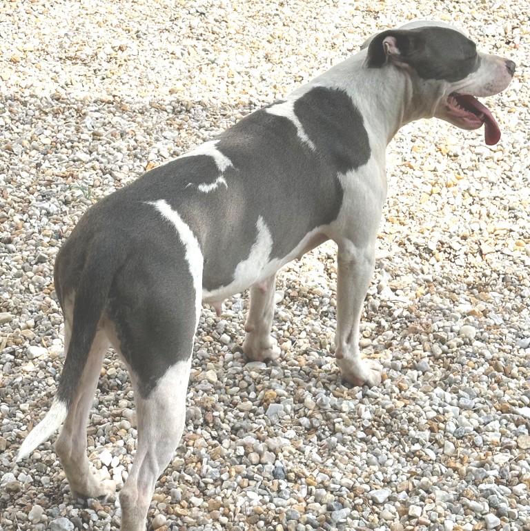 Magnolia, super sweet girl, loves everyone ! photo 2