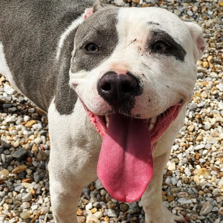 Magnolia, super sweet girl, loves everyone !, Young Female American Bulldog