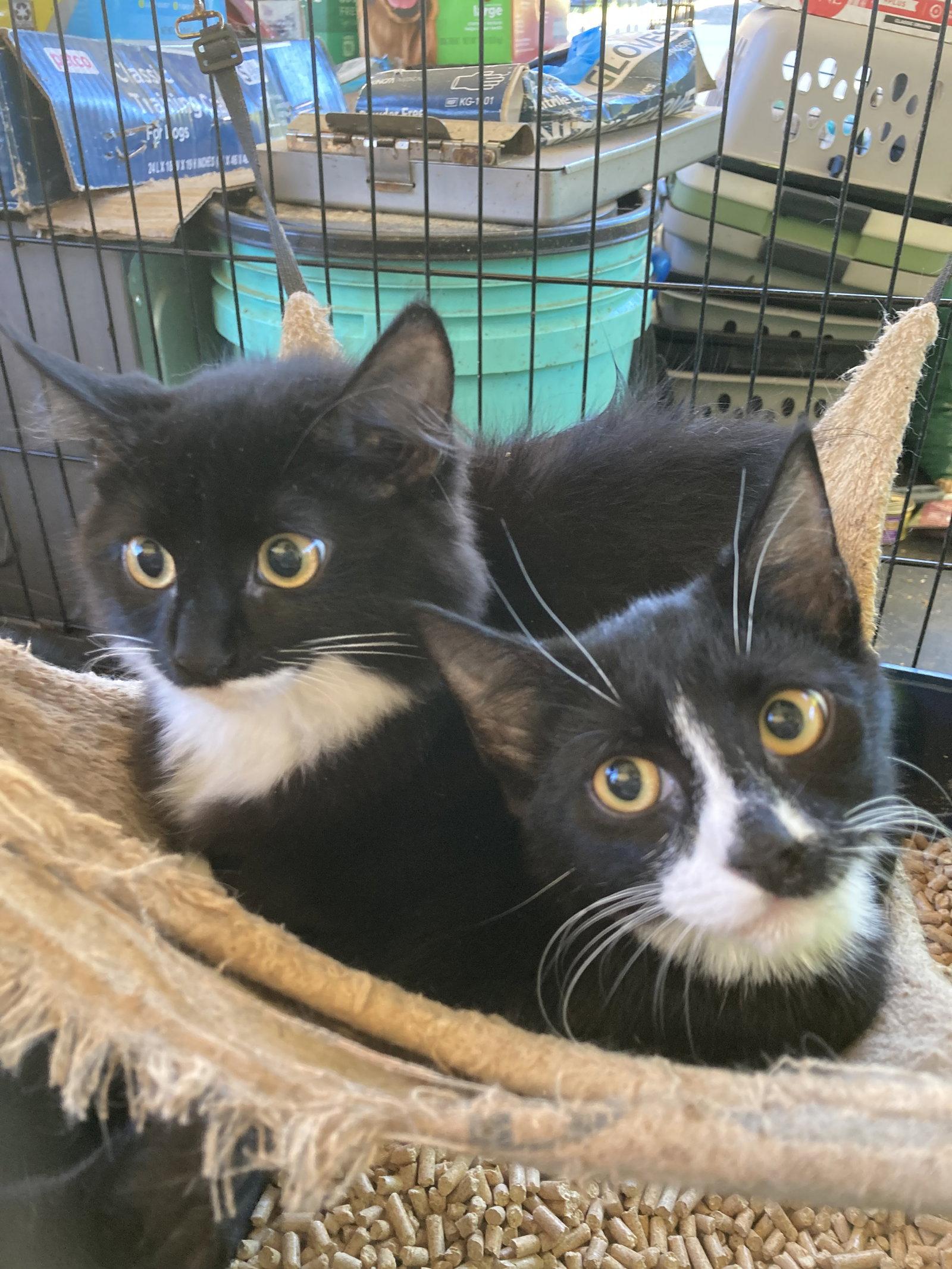 Enlarge Halifax 5, a Adoptable Domestic Medium Hair in Chatham, VA image 1/1
