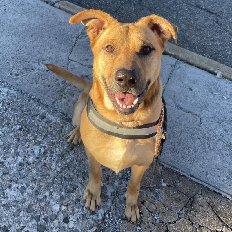Nash, Adoptable, Adult Male Shepherd & Mixed Breed.