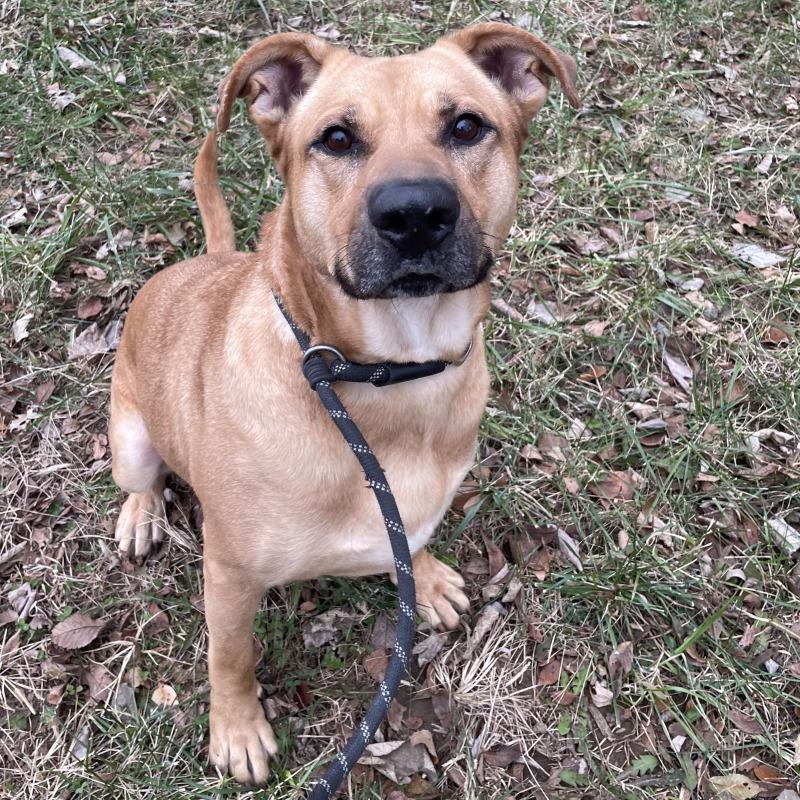 Enlarge Nash, a Adoptable mixed breed in Roanoke, VA image 2/6