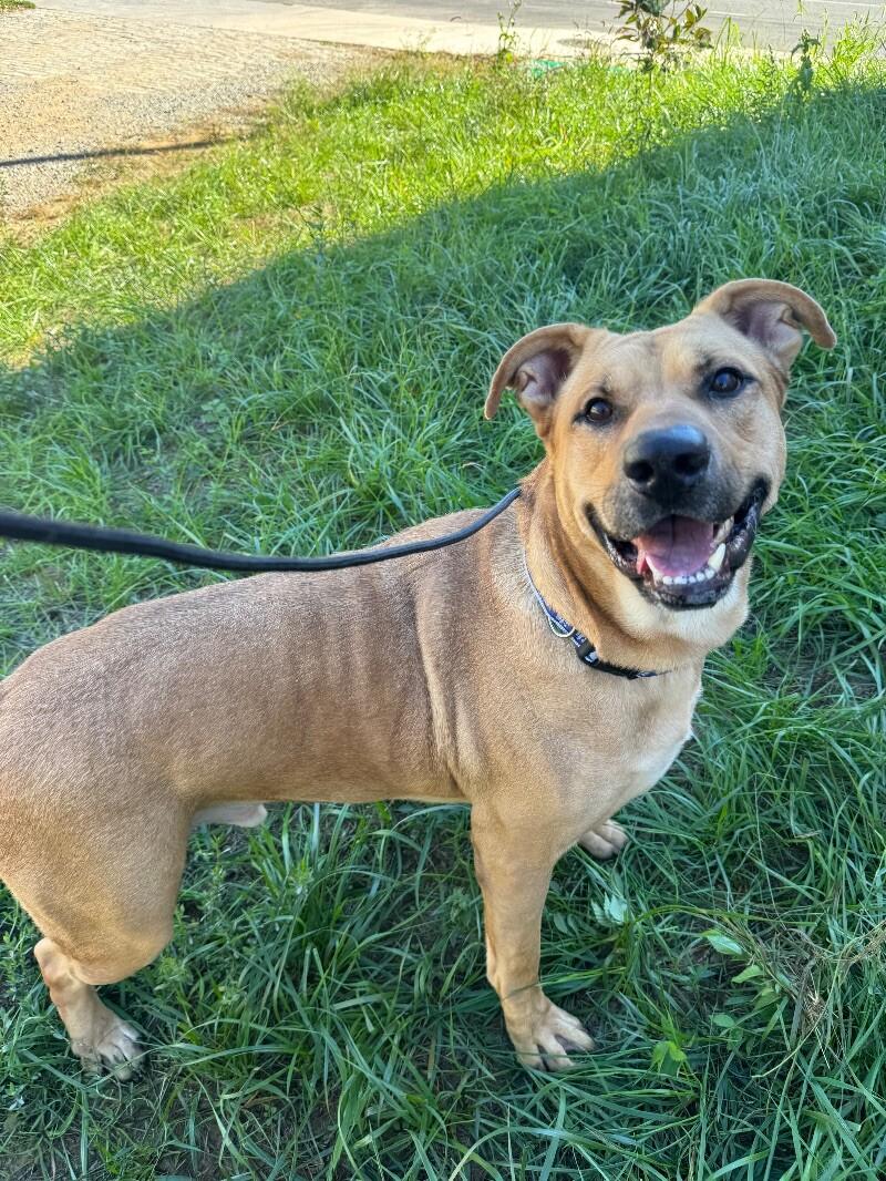 Enlarge Nash, a Adoptable mixed breed in Roanoke, VA image 4/6