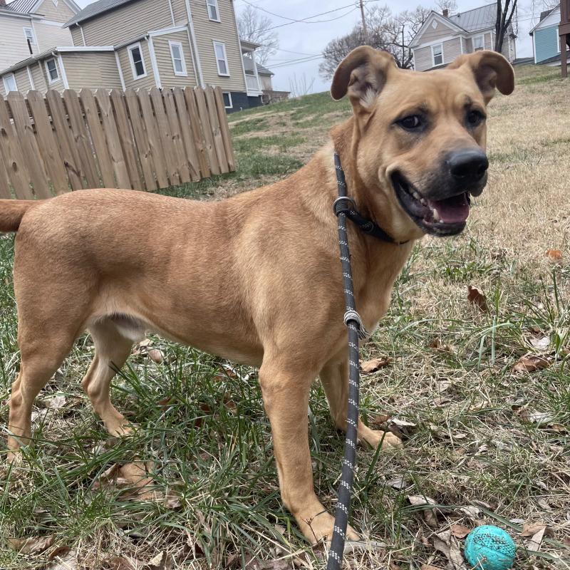 Enlarge Nash, a Adoptable mixed breed in Roanoke, VA image 5/6