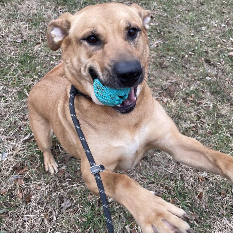 Enlarge Nash, a Adoptable mixed breed in Roanoke, VA image 6/6