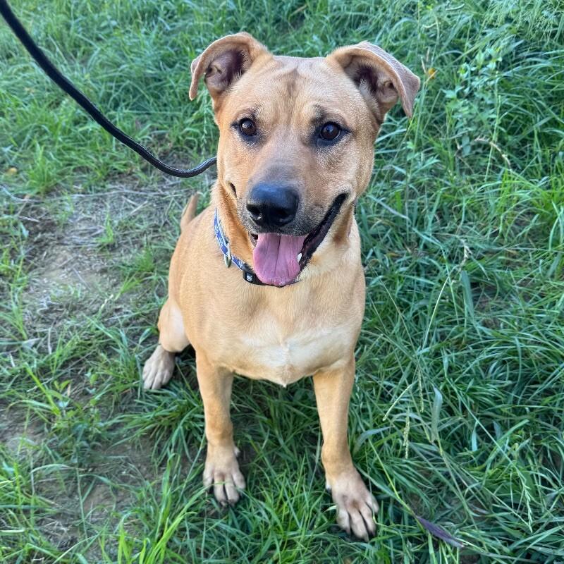 Enlarge Nash, a Adoptable mixed breed in Roanoke, VA image 2/2