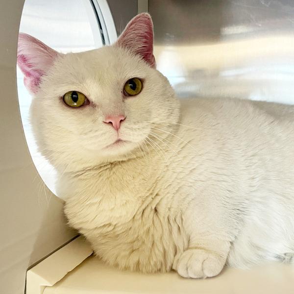 Tyler, Adoptable, Senior Male Munchkin.