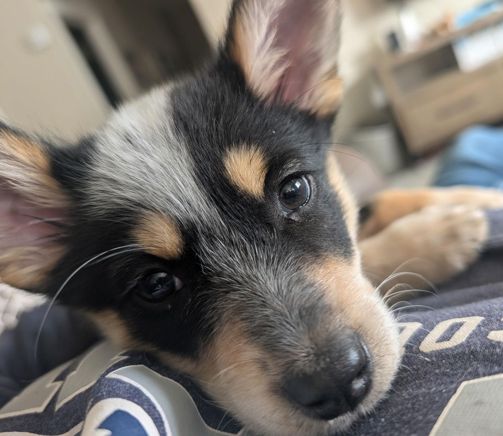 Peanut Butter Cookie