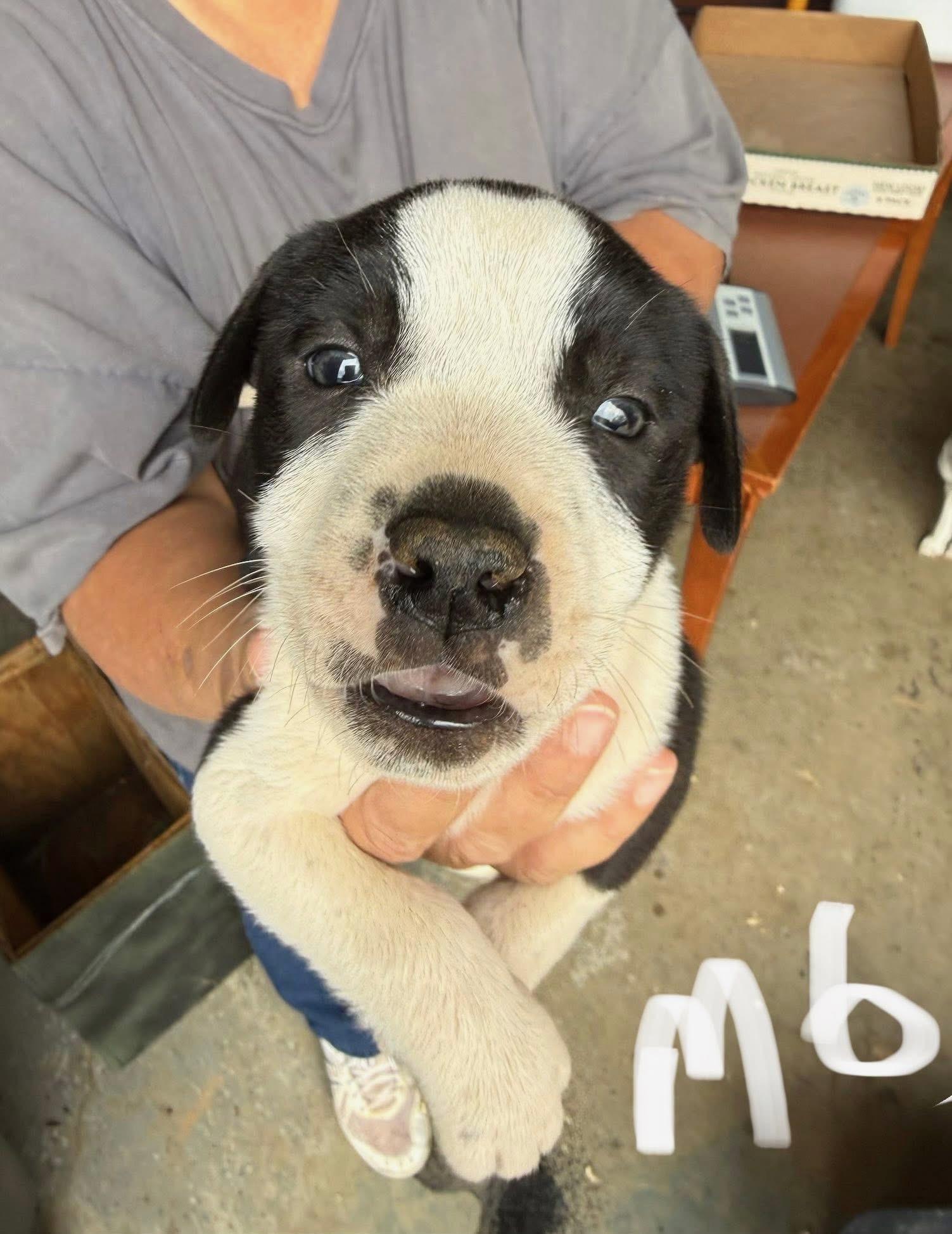 Enlarge Artemis, a Adoptable mixed breed in Newfoundland, NJ image 1/2