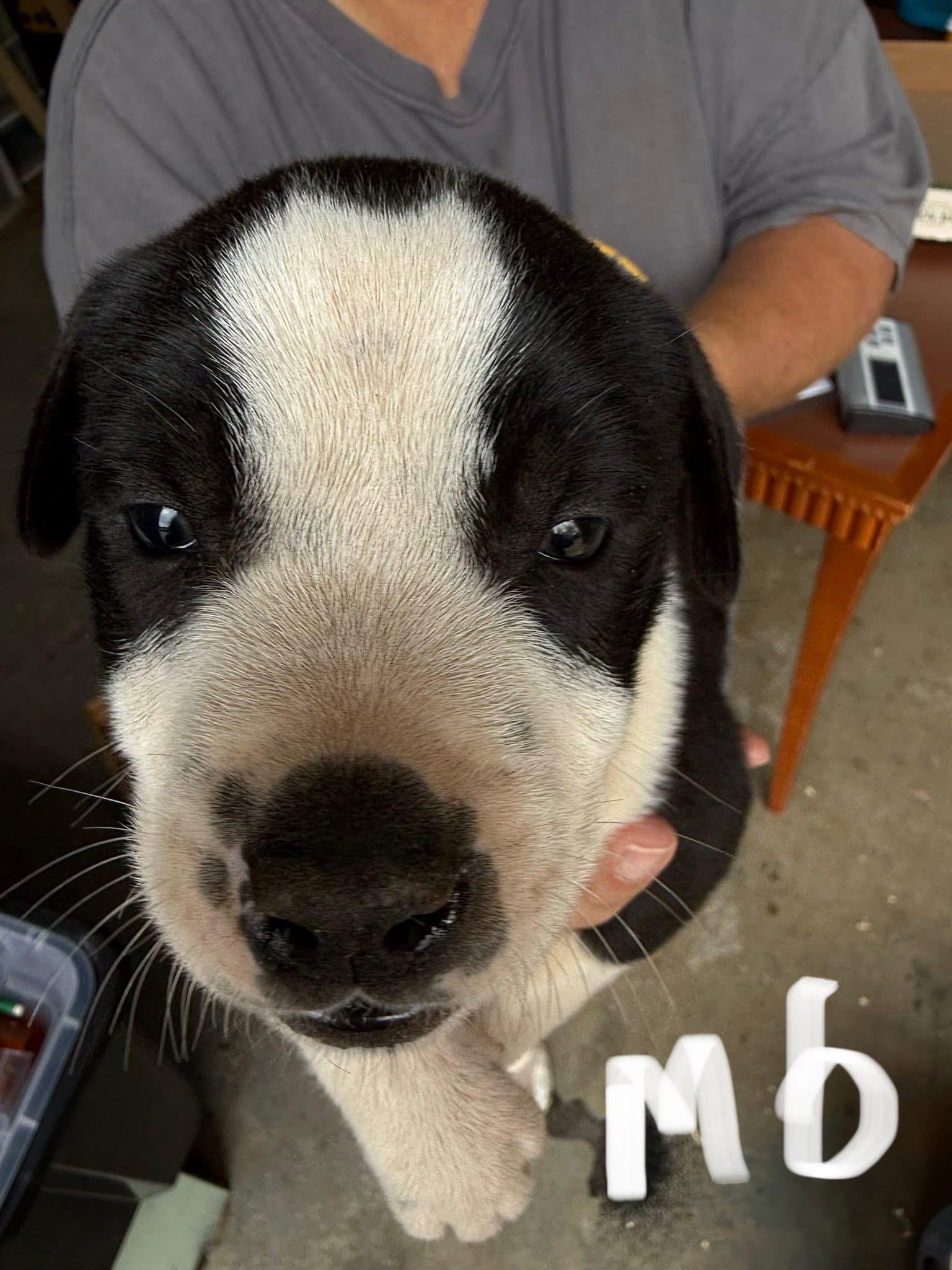 Enlarge Artemis, a Adoptable mixed breed in Newfoundland, NJ image 2/2