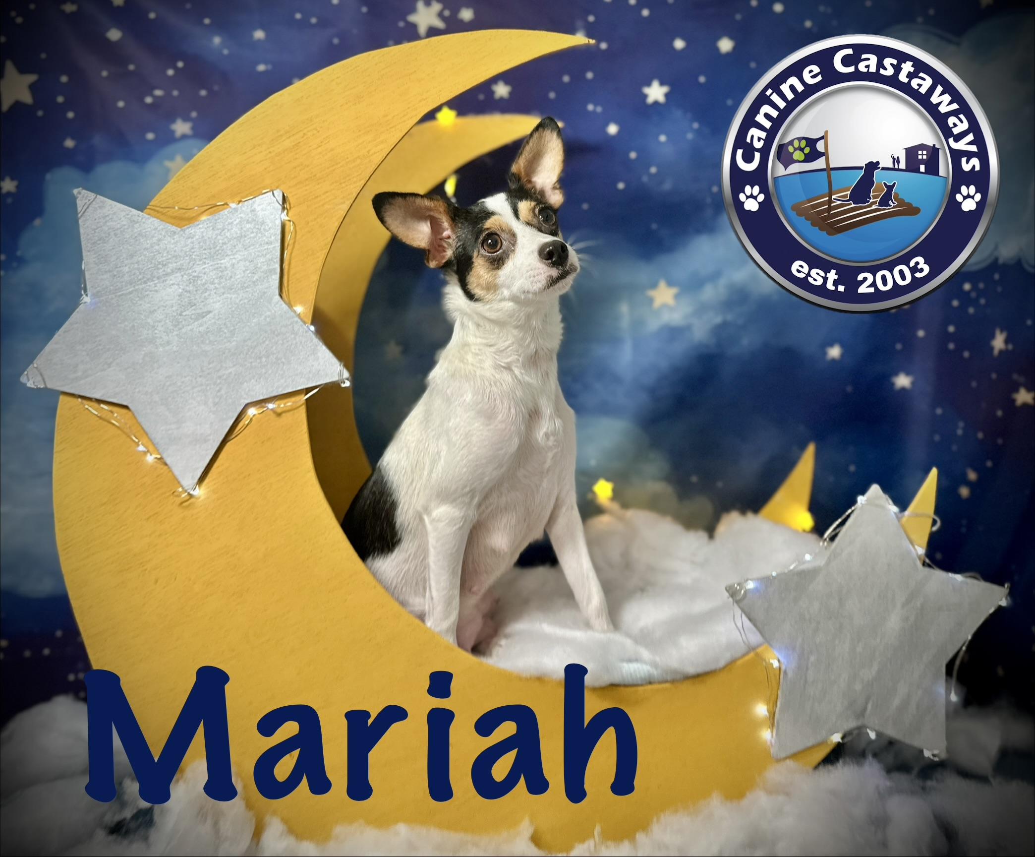 Pending - Mariah, ADOPTABLE, Young Female Rat Terrier.