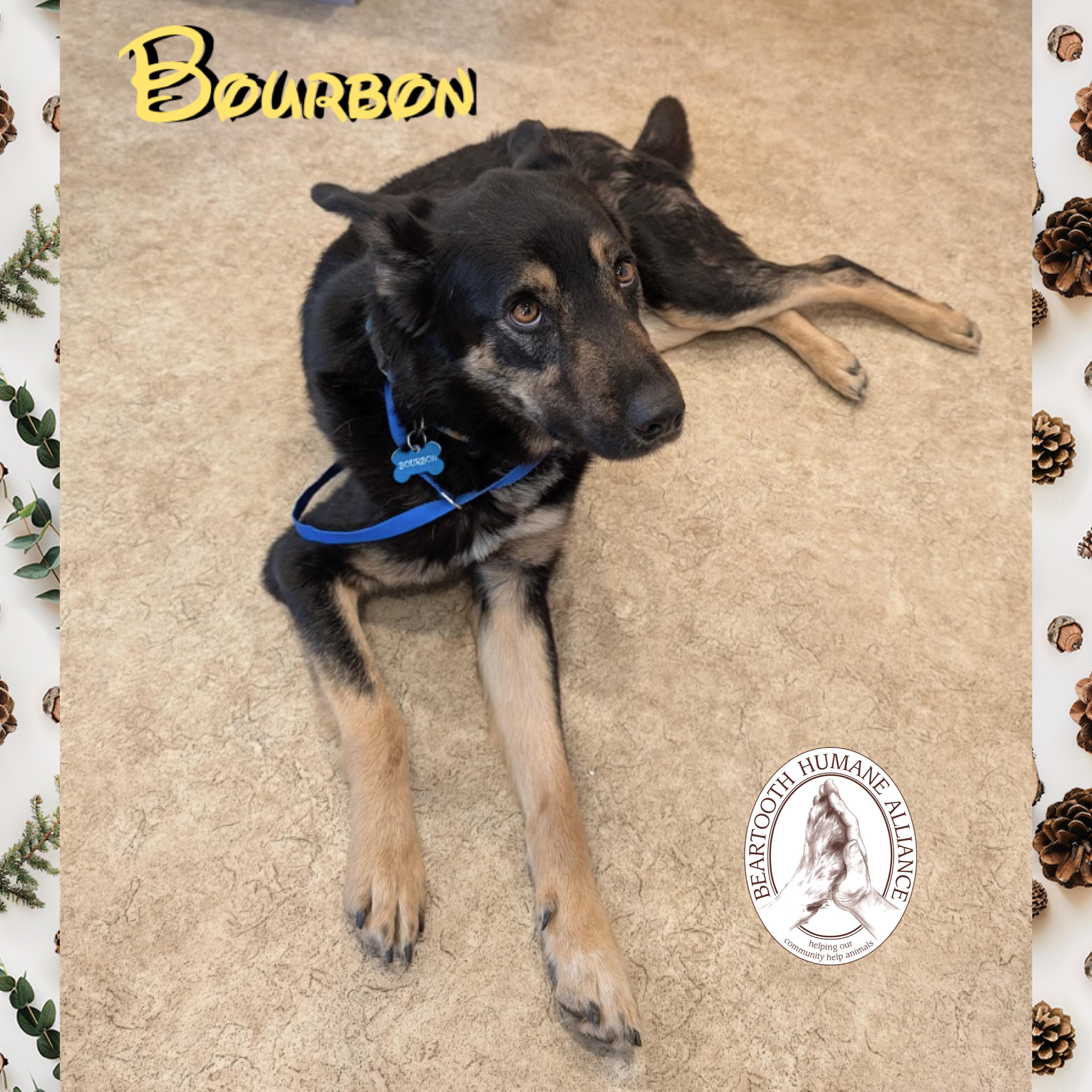 Enlarge Bourbon, a ADOPTABLE mixed breed in Red Lodge, MT image 1/3