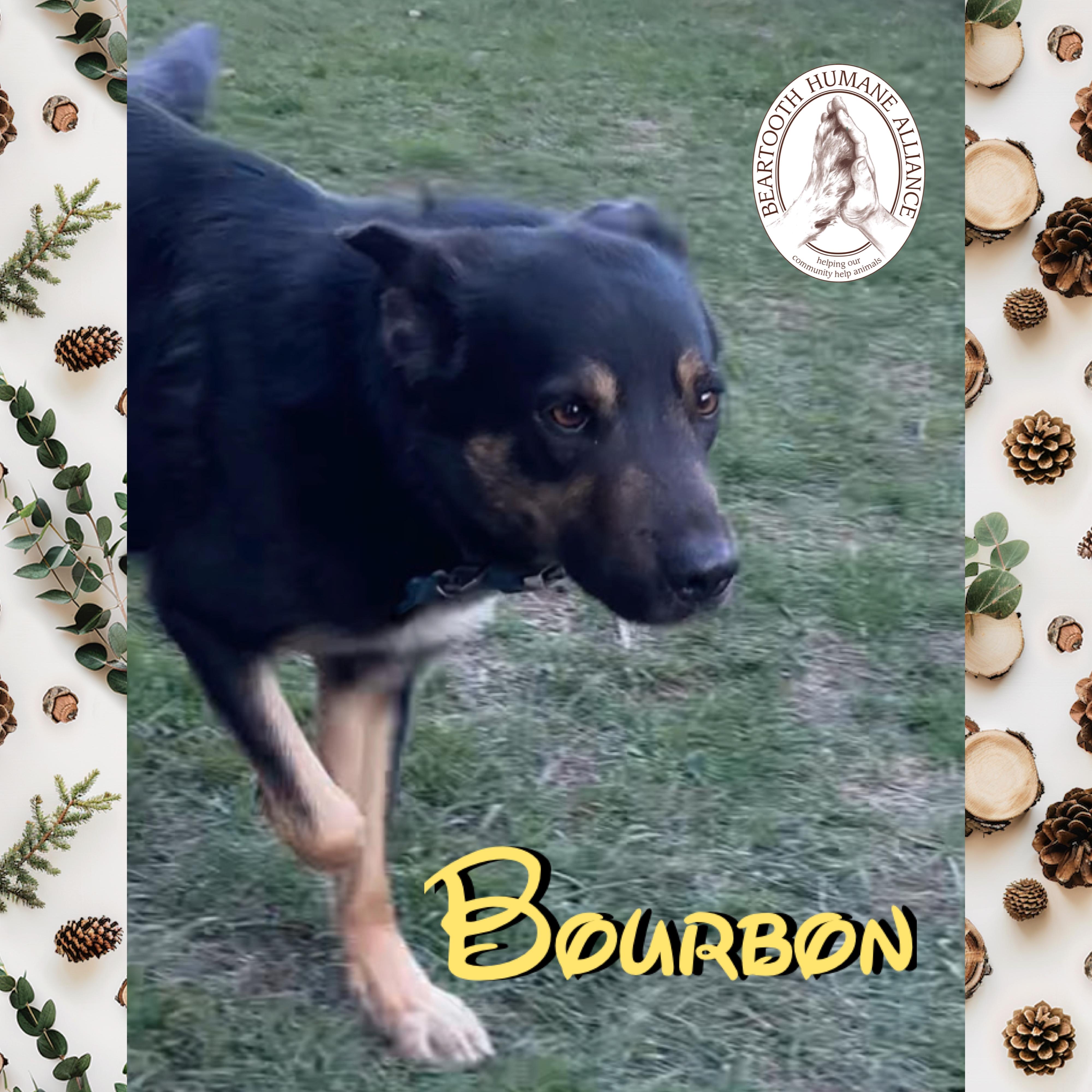 Enlarge Bourbon, a ADOPTABLE mixed breed in Red Lodge, MT image 3/3