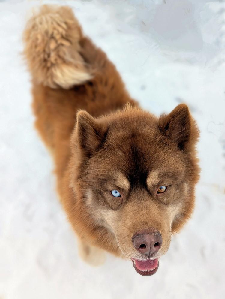 Enlarge Diego, a ADOPTABLE mixed breed in Lyons, NY image 1/3