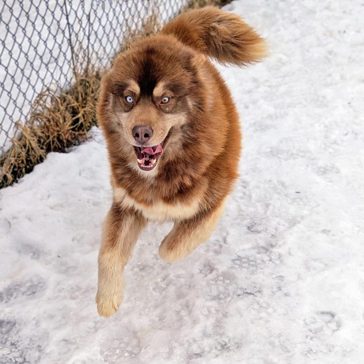 Enlarge Diego, a ADOPTABLE mixed breed in Lyons, NY image 2/3