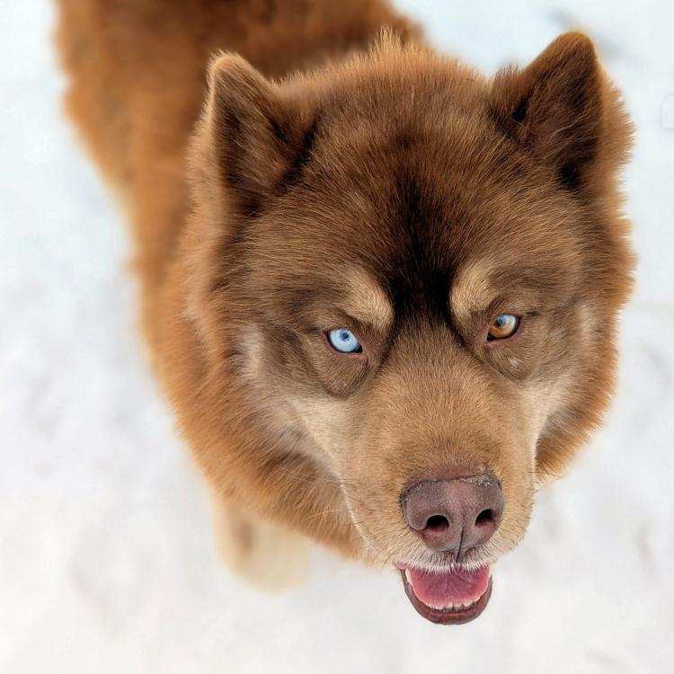 Enlarge Diego, a ADOPTABLE mixed breed in Lyons, NY image 3/3