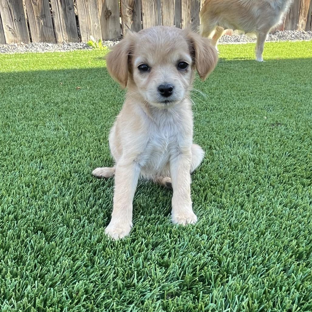 Star, Adoptable, Puppy Female Spaniel.