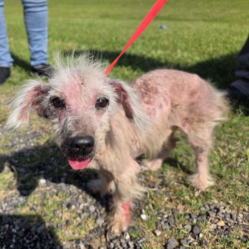 Enlarge Hopper, a Adoptable Mixed Breed in Denison, TX image 1/1