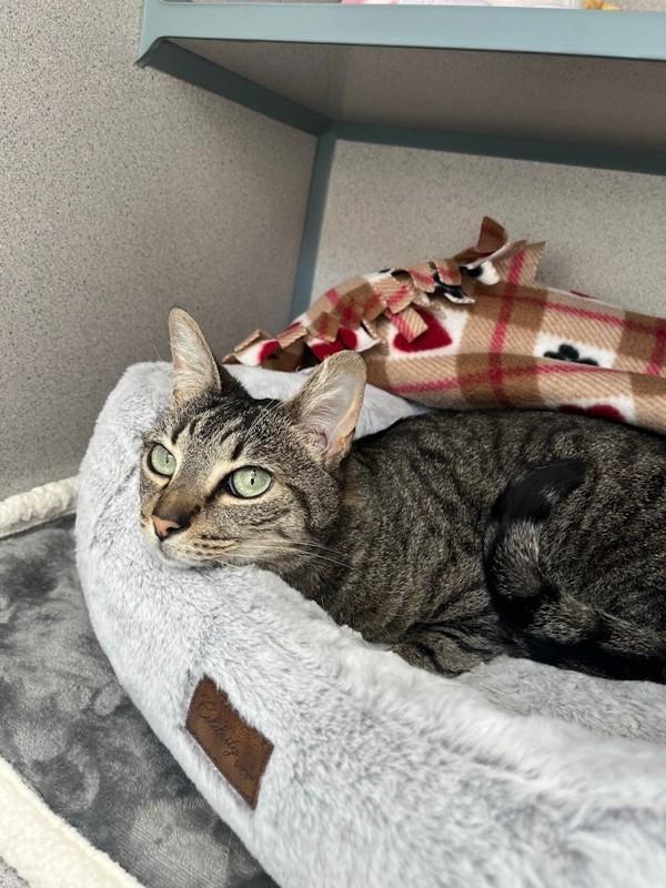 Enlarge Kitney Spears, a Adoptable mixed breed in Skillman, NJ image 1/1