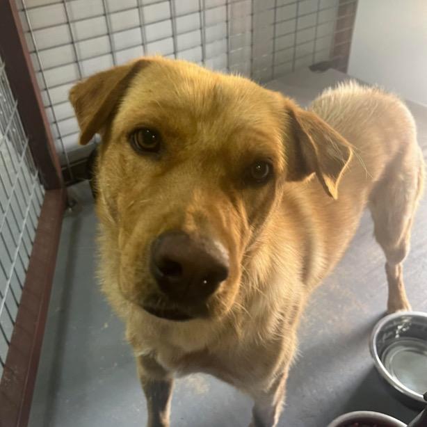 608 (2026) Bailey, a Adoptable mixed breed in Parker, CO image 5/6