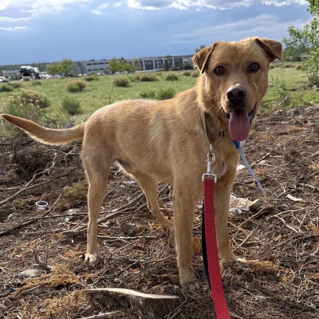 608 (2026) Bailey, a Adoptable mixed breed in Parker, CO image 2/6