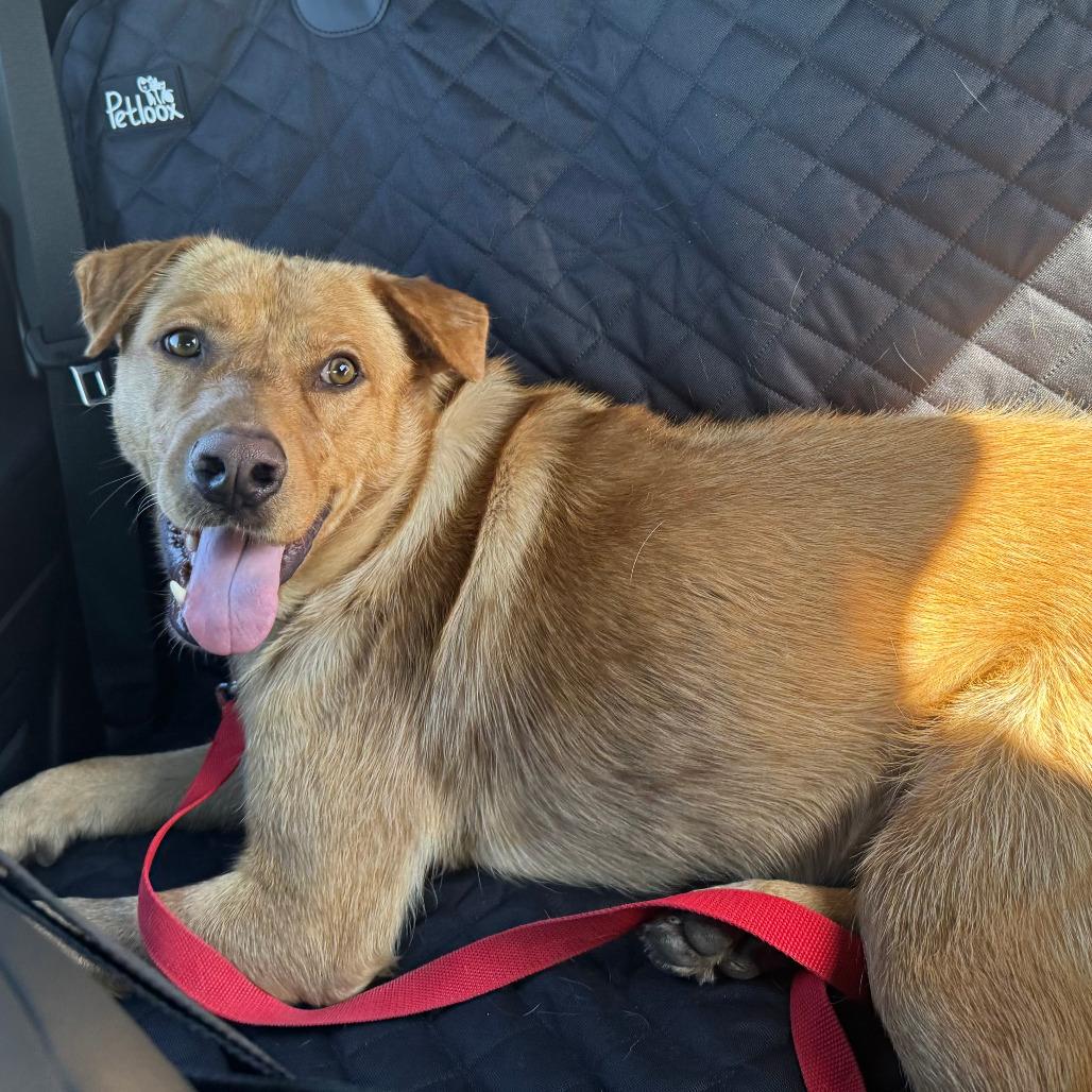 608 (2026) Bailey, a Adoptable mixed breed in Parker, CO image 3/6