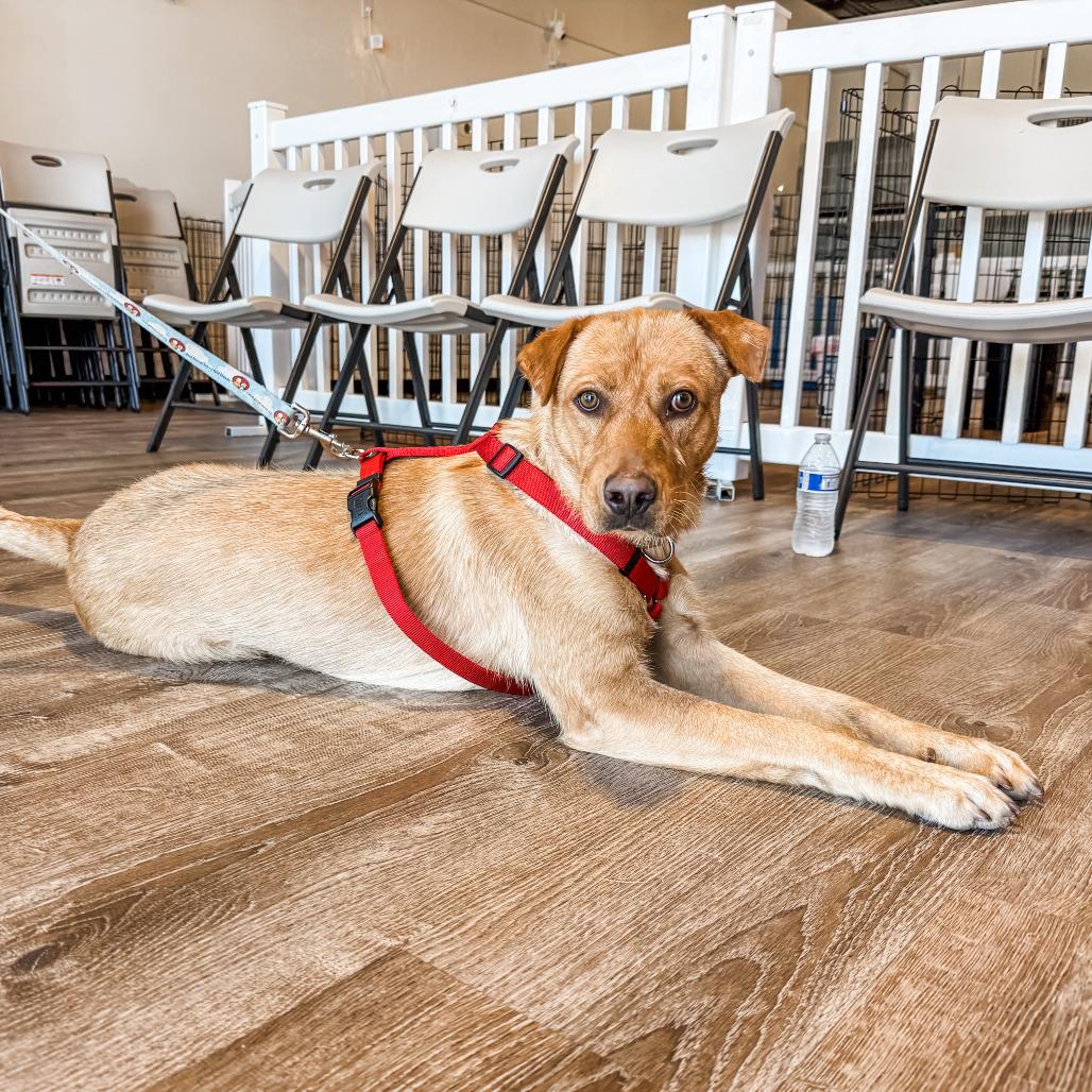 608 (2026) Bailey, a Adoptable mixed breed in Parker, CO image 4/6