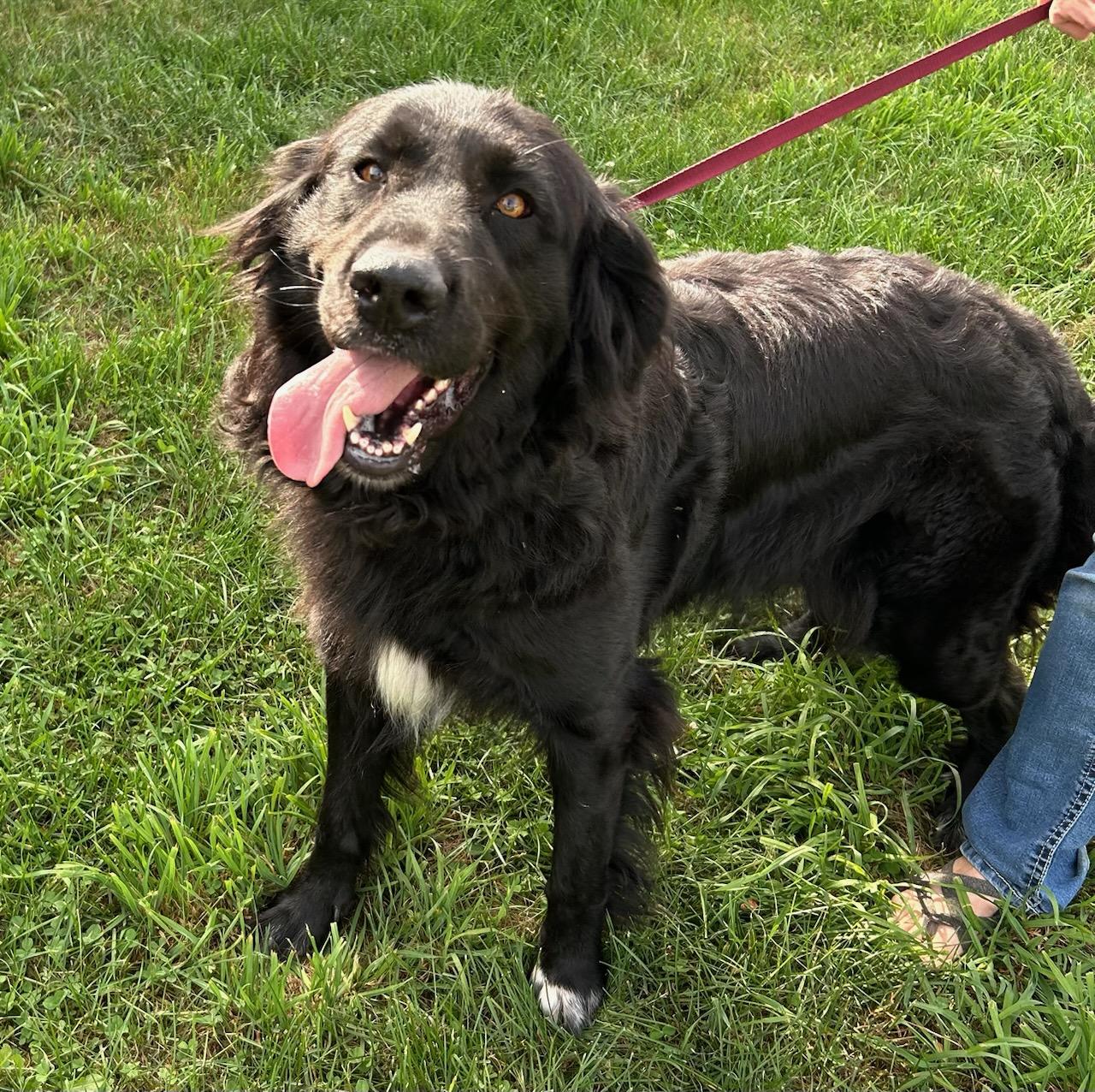 Enlarge Gia, an adopted mixed breed in Traverse City, MI image 1/1