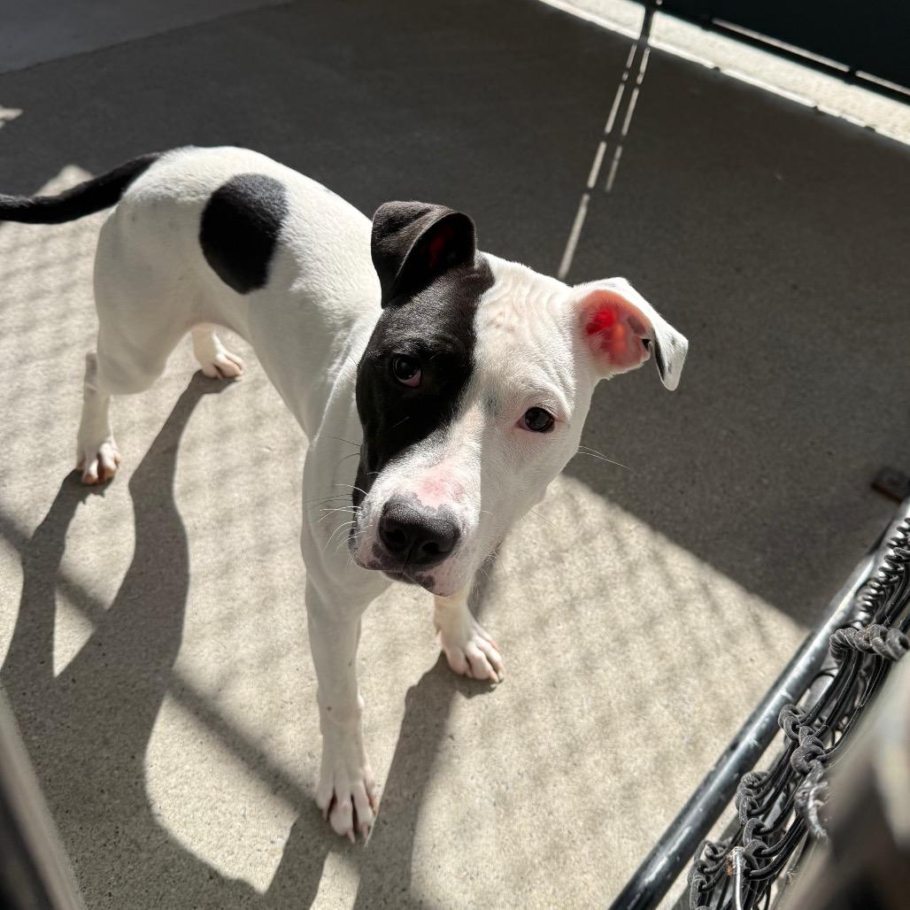 Wendy, Adoptable, Young Female Pit Bull Terrier.