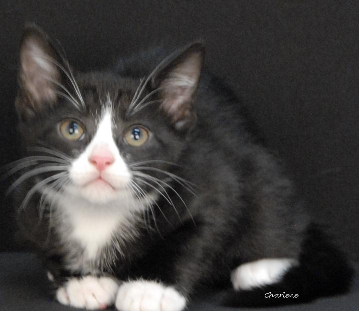 Pinecone, Adoptable, Kitten Male Domestic Short Hair.