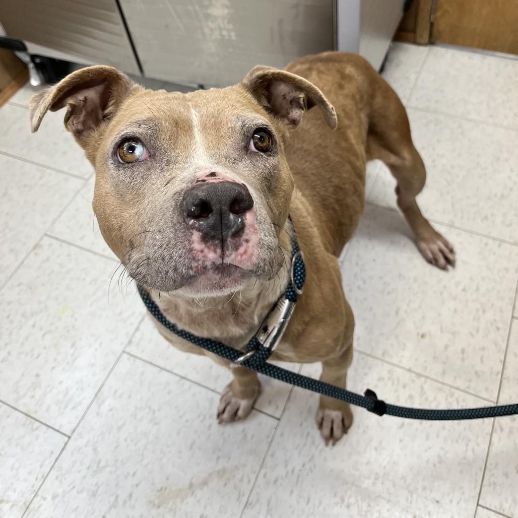 Jaylo, Adoptable, Adult Female Mixed Breed.