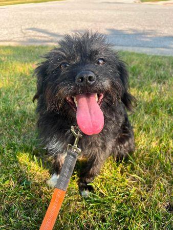 Enlarge Ozzy, a Adoptable mixed breed in Lowell, IN image 1/3