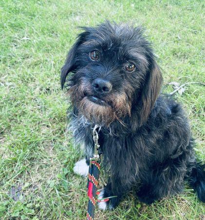 Enlarge Ozzy, a Adoptable mixed breed in Lowell, IN image 2/3