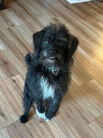 Enlarge Ozzy, a Adoptable mixed breed in Lowell, IN image 3/3