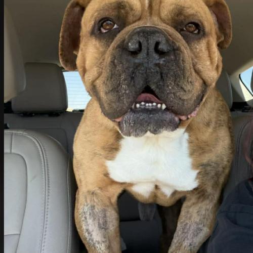 Tigger, Adoptable, Young Male English Bulldog & American Bulldog.