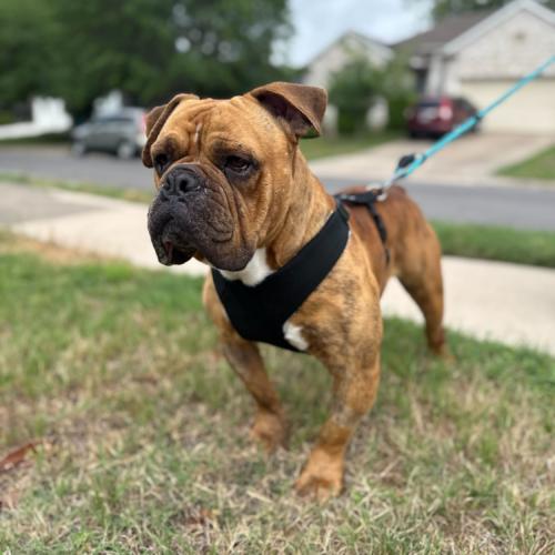 Enlarge Tigger, a Adoptable mixed breed in Austin, TX image 2/5