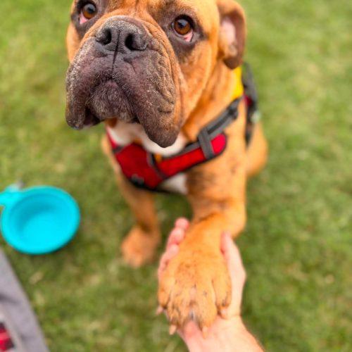 Enlarge Tigger, a Adoptable mixed breed in Austin, TX image 1/5