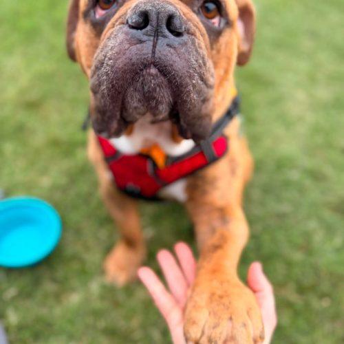 Enlarge Tigger, a Adoptable mixed breed in Austin, TX image 2/5