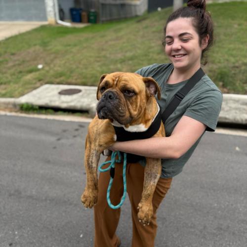 Enlarge Tigger, a Adoptable mixed breed in Austin, TX image 3/5