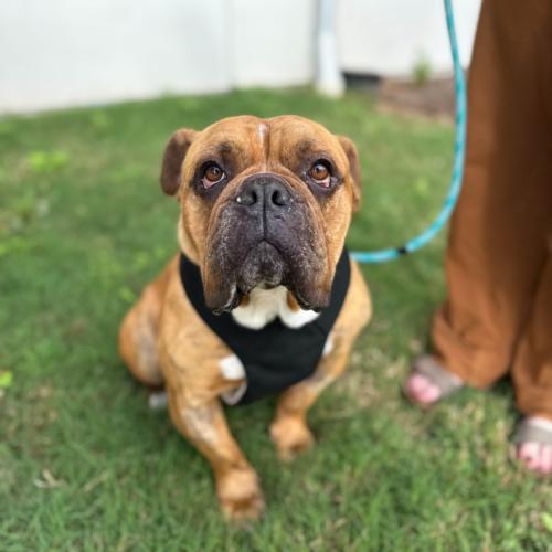 Enlarge Tigger, a Adoptable mixed breed in Austin, TX image 4/5