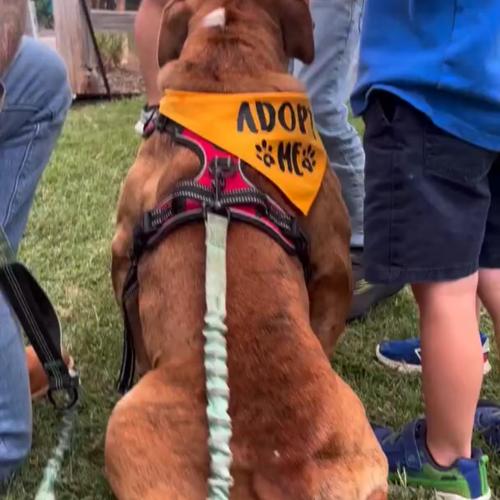 Enlarge Tigger, a Adoptable mixed breed in Austin, TX image 3/5