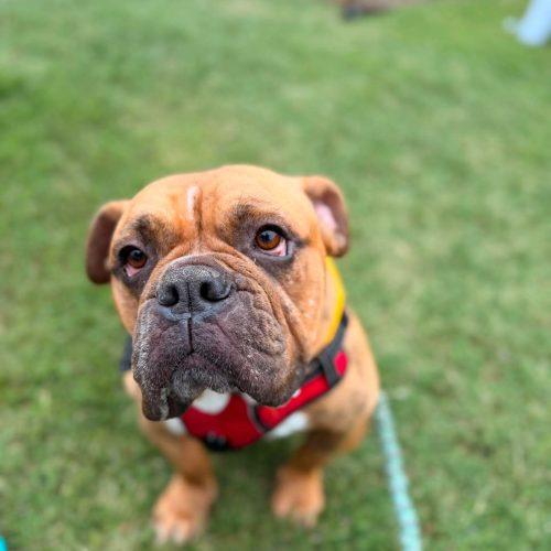 Enlarge Tigger, a Adoptable mixed breed in Austin, TX image 5/5