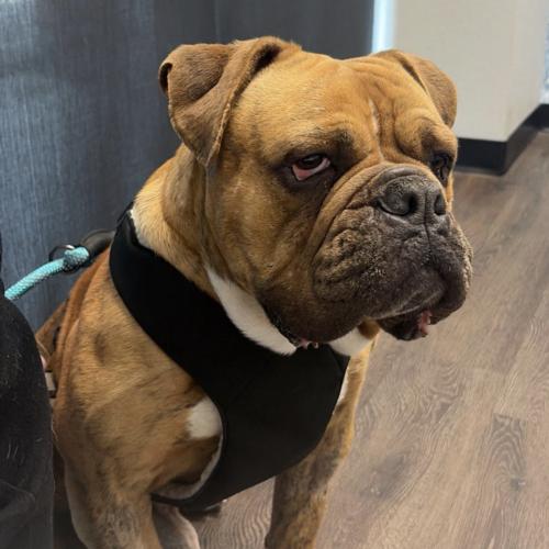 Enlarge Tigger, a Adoptable mixed breed in Austin, TX image 5/5