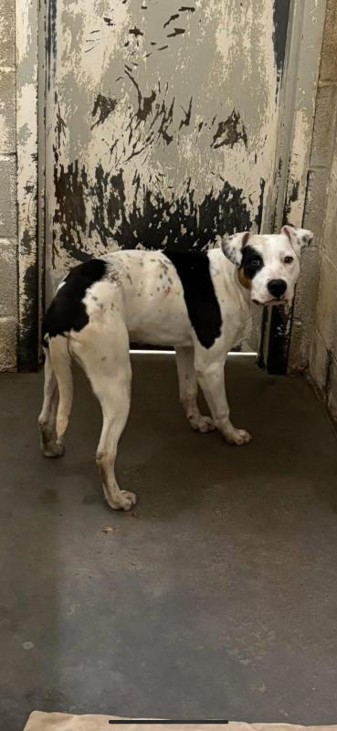 Enlarge Fizz, a Adoptable Mixed Breed in Jackson, TN image 1/3