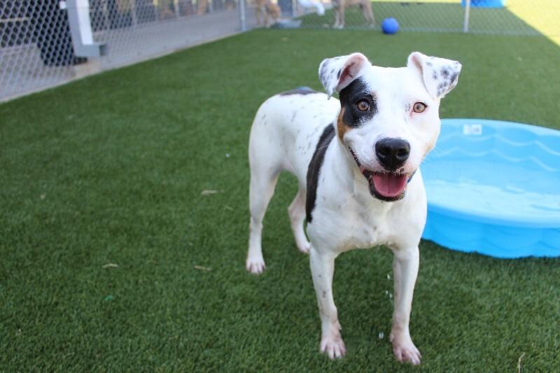 Enlarge Fizz, a Adoptable Mixed Breed in Jackson, TN image 2/3